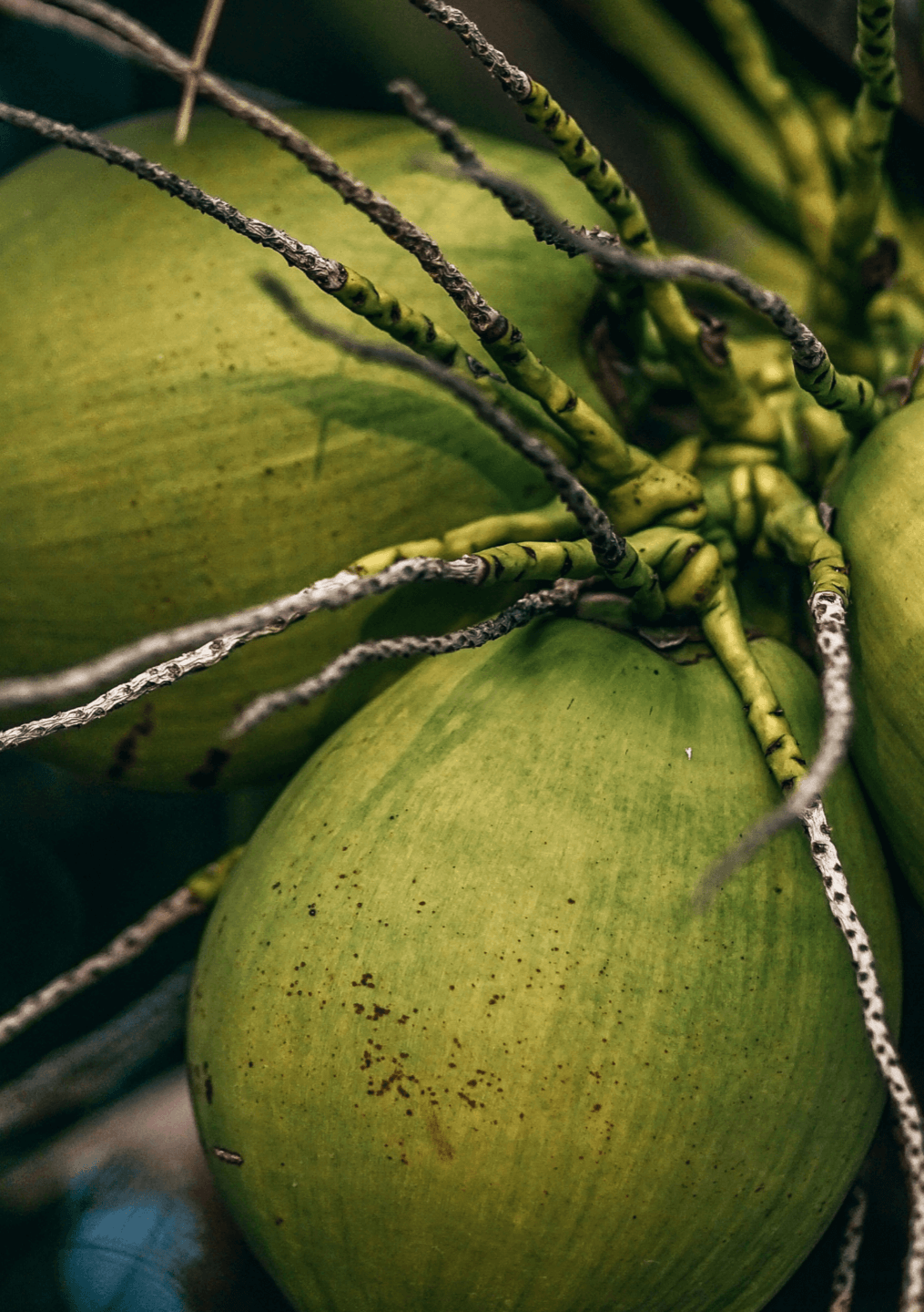Nice coconut for a cocktail with rum and coconut